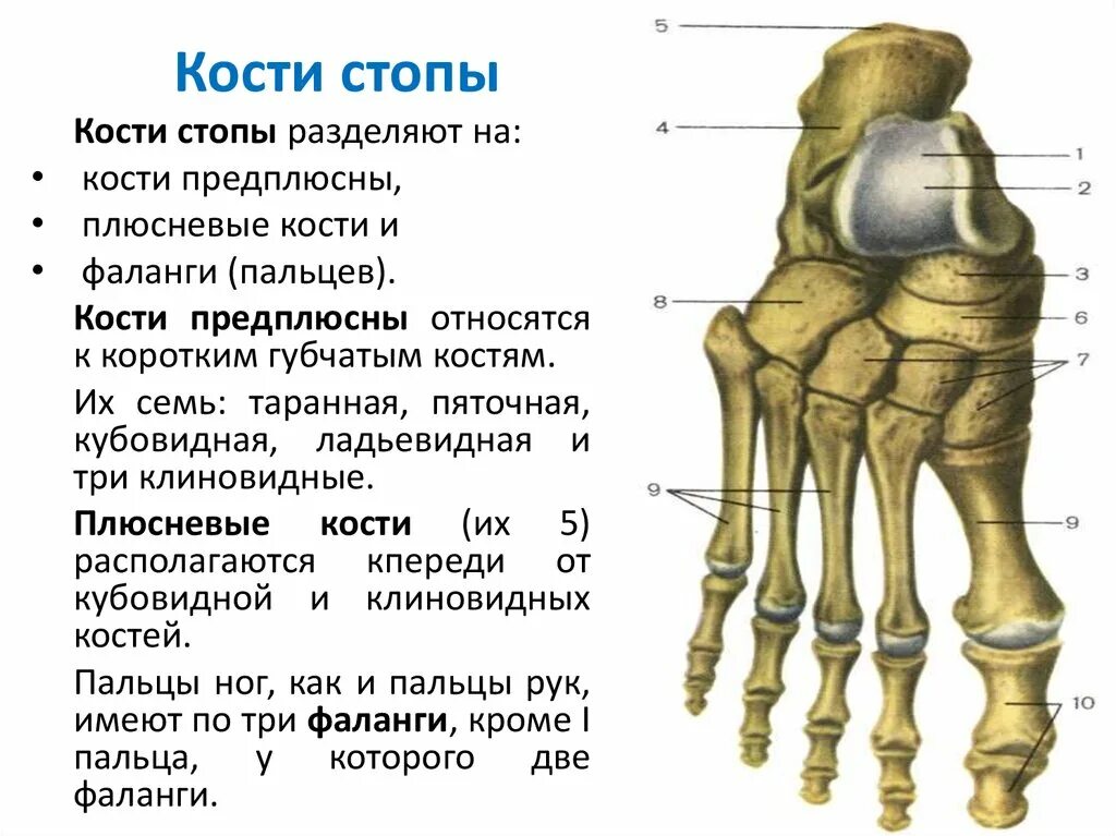 Фаланги пальца тип соединения. Ладьевидная кость стопы анатомия. Кости предплюсны стопы анатомия. Кость плюсны строение. Строение стопы анатомия кость плюсны.