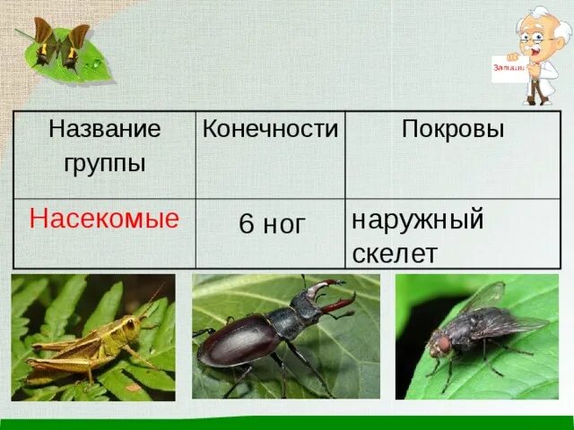 Наружный скелет насекомых. Внешние покровы насекомых. Насекомые скелет и покровы. Выросты покровов у насекомых.