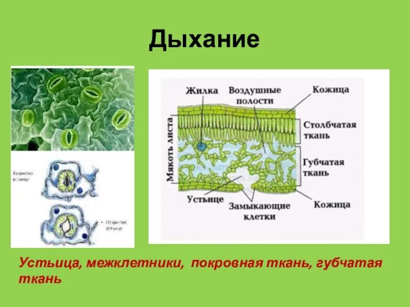 Устьица листа строение и функции. Устьица листа газообмен. Строение растения 6 класс биология устьица. Устьица растений это в биологии 6 класс.