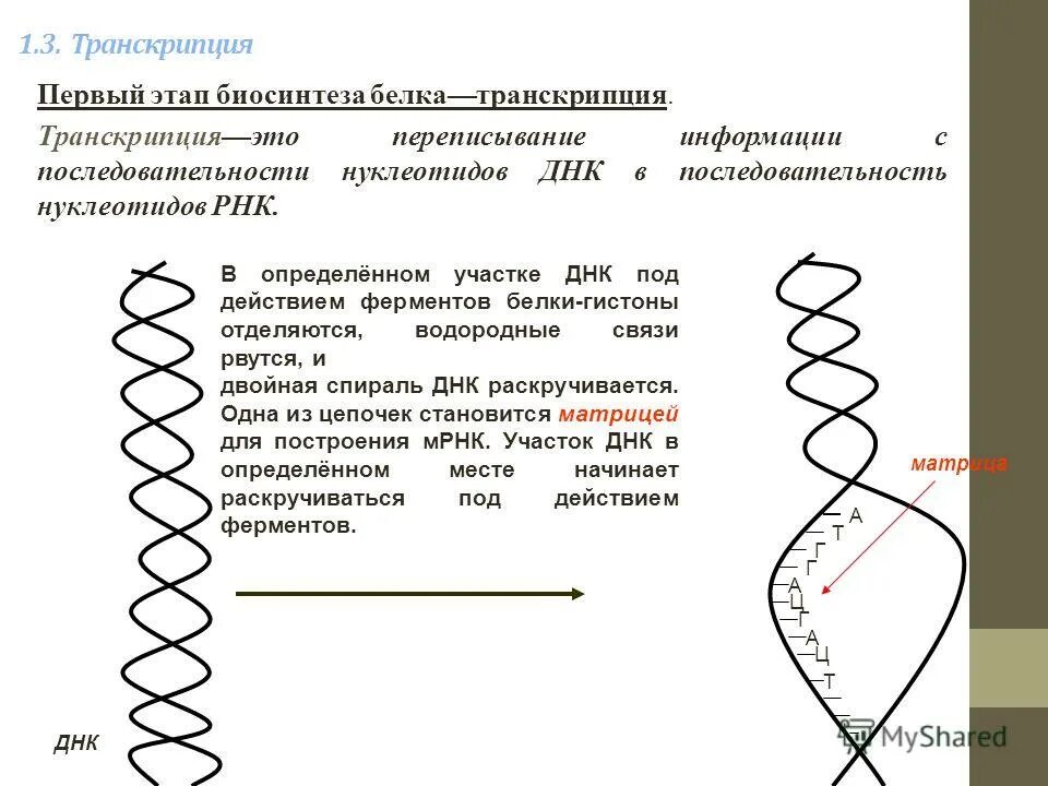 Транскрипция ДНК ферменты. Транскрипция Биосинтез белка. Ферменты биосинтеза ДНК. Презентация на тему Биосинтез белка.