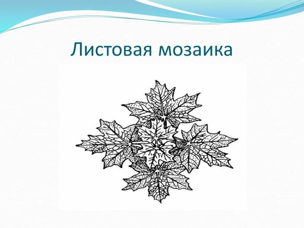 Листовая мозаика способствует максимальному использованию. Что такое листовая мозаика в биологии 6 класс. Листовая мозаика способствует максимальному использованию. Листовая мозаика у листьев. Листовая мозаика у листьев.