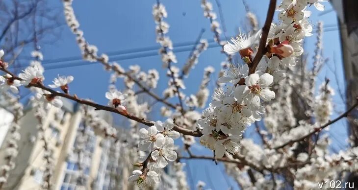 Какой будет апрель в волгограде. Волгоград цветет абрикос. Волгоградские абрикосы в цвету. Абрикосовые деревья этой весной. Абрикосовое в Волгограде.