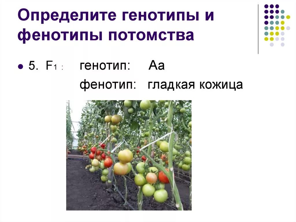 Фенотип и генотип в задачах. Определить генотип и фенотип. генотипы и фенотипы потомства. генотип и фенотип в задачах. как определить фенотип в задачах.