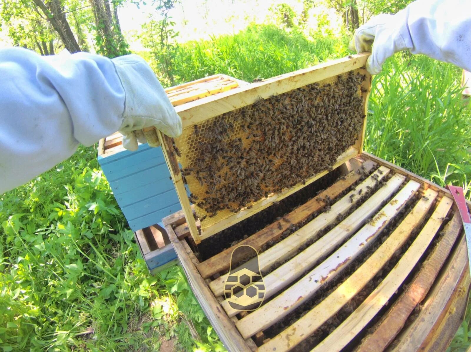 Купить семью пчел. Пчелиный ящик. Коробка для пчел. Ящик пчеловода. Ящик пчелосемьи.