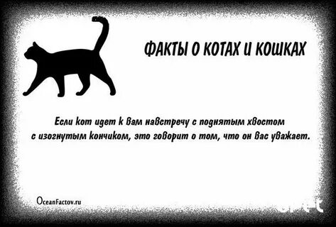 Факты о коте