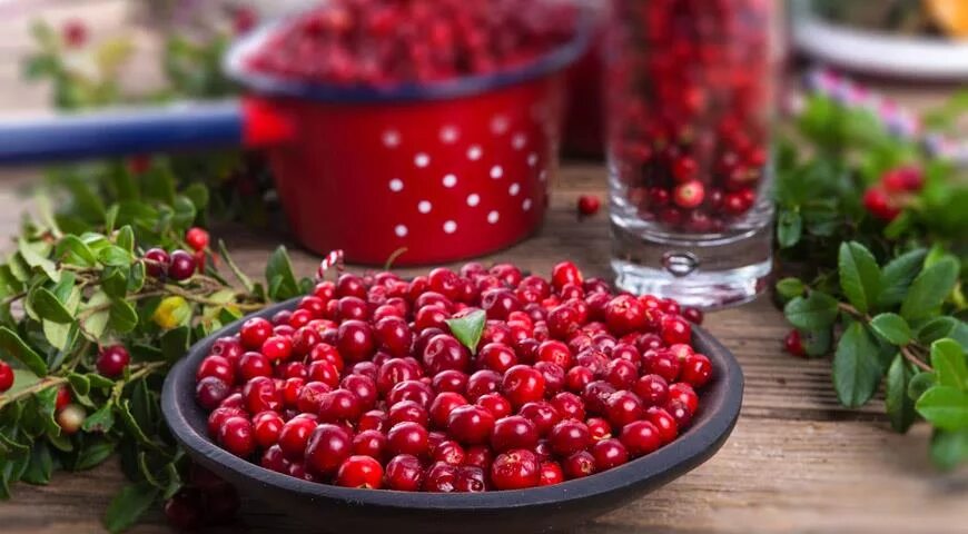 Брусника много. Брусника куст с ягодами. Брусника много. Брусника (vaccinium vitis idaea l. Брусника много.