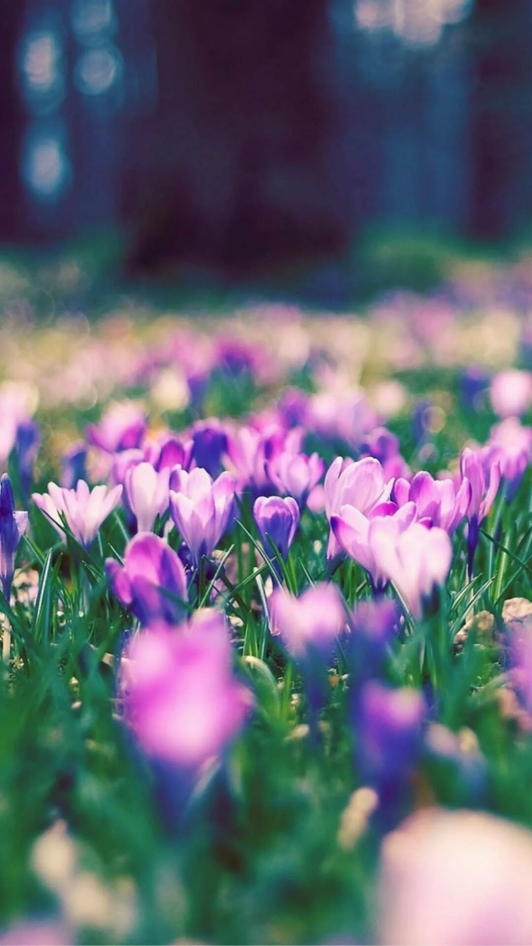 Фото весны красивые на заставку на телефон. Весенние цветочки.