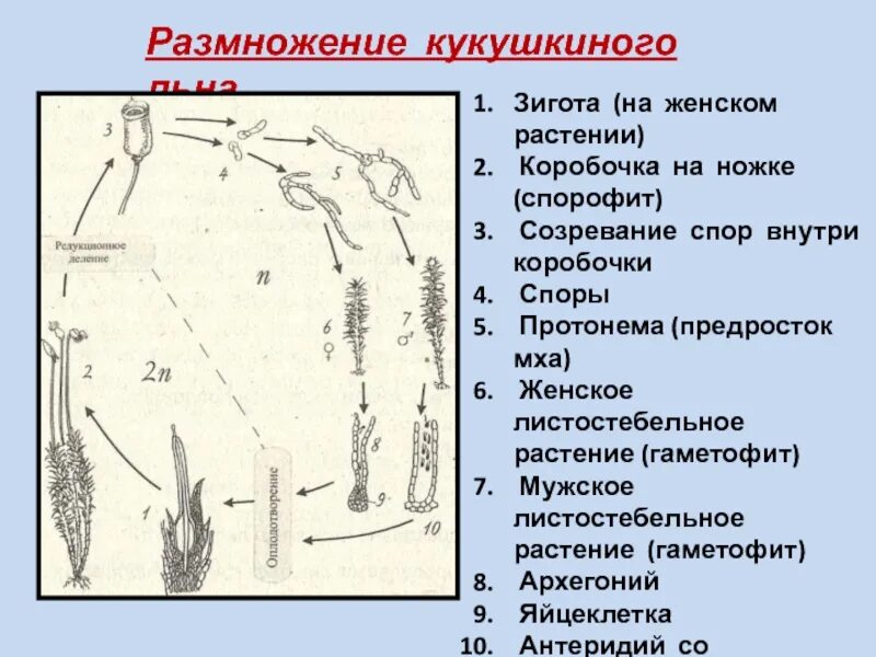 Спермий мха. Жизненный цикл Кукушкина льна. Протонема предросток. Предросток кукушкиного льна. Предросток Кукушкина льна.