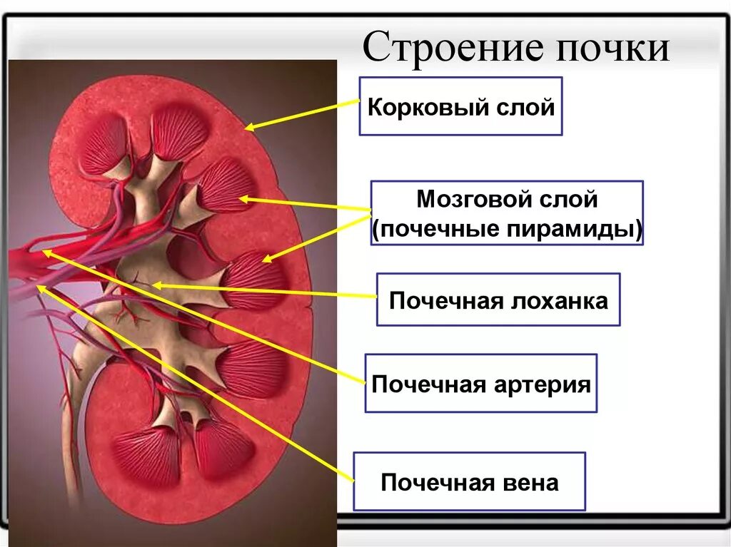 Строение почки почечная лоханка. Строение паренхимы почек. Структура паренхимы почки. Строение паренхимы почки анатомия. Строение лоханки