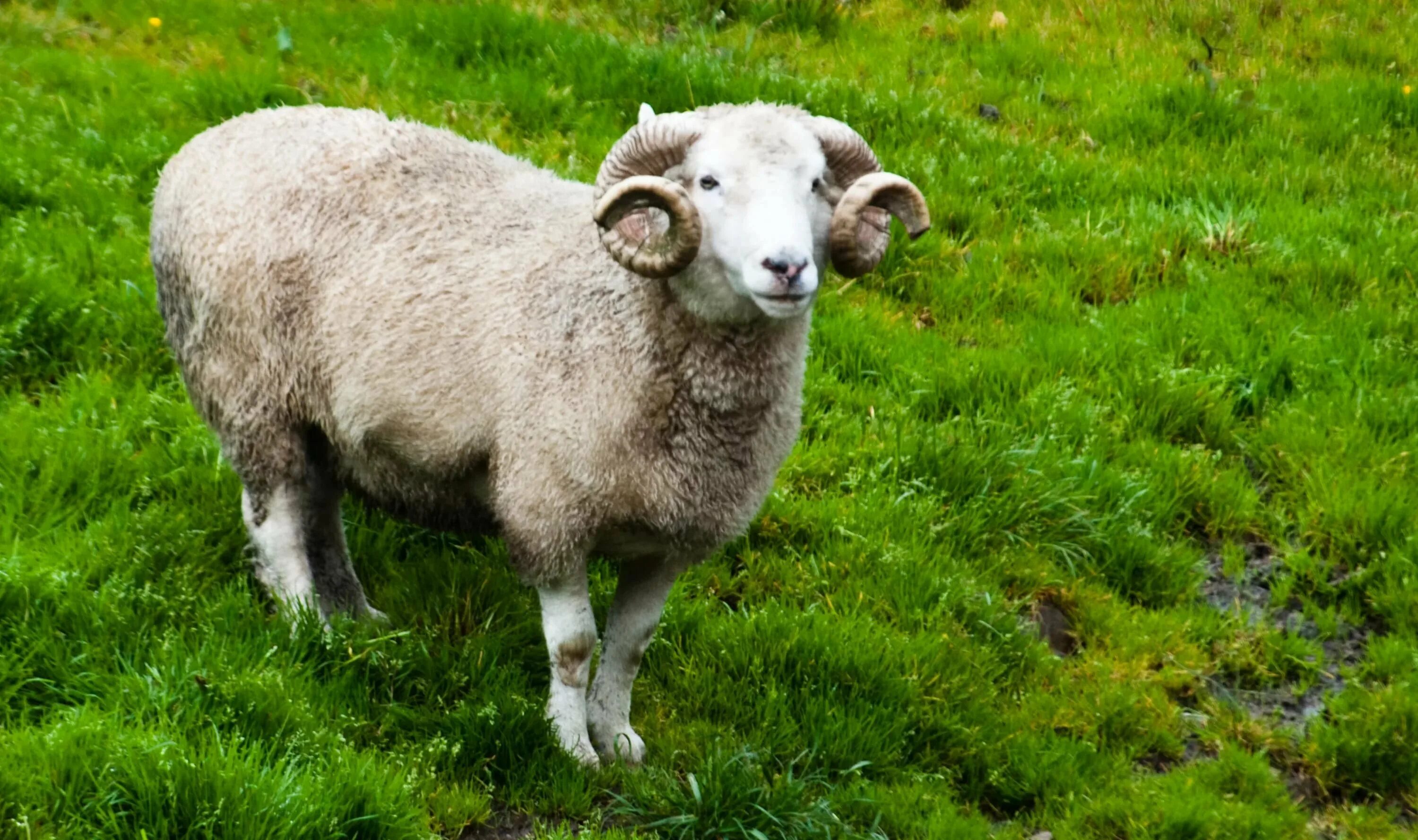 Муфлон мохнорылый. Баран 6 букв. Баран марко поло. Алтайский баран аргали, архар. Кипрский муфлон.