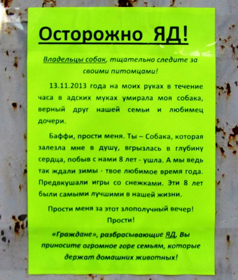 Отрава для собак на улице. Отрава для собак. Какими таблетками травят собак. Осторожно травят собак.