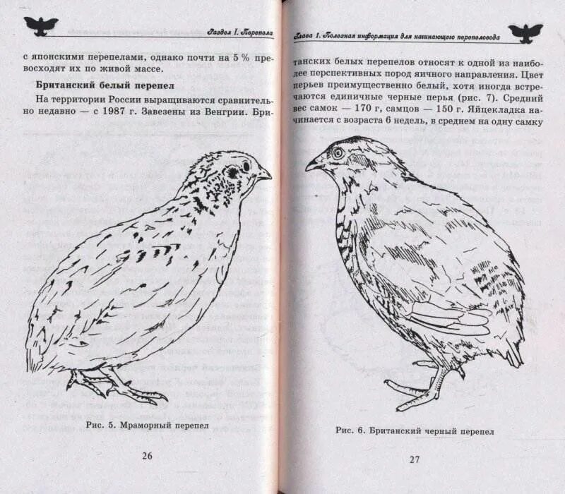 Как отличить самцов перепелов. Перепела отличие самца от самки. Отличие перепелов самок от самцов. Как различить перепелов самца от самки. Как определить самца перепела.