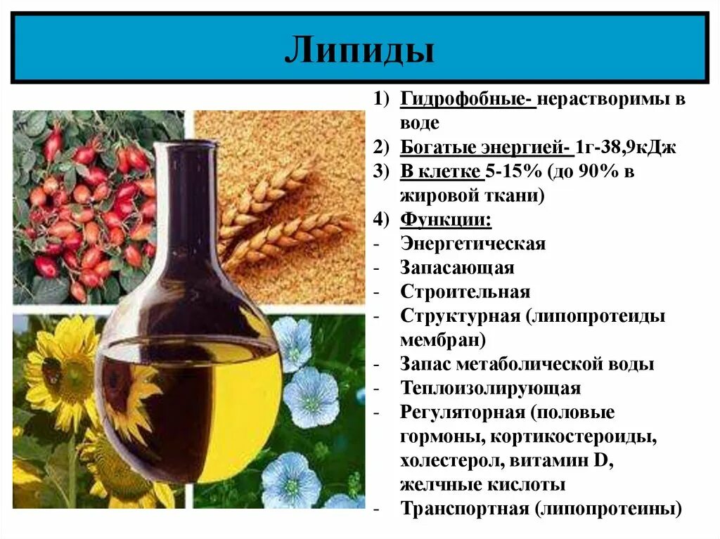 По химической структуре липиды представляют собой. Функции липидов. Какие липиды выполняют регуляторную функцию. Роль липидов в жизнедеятельности организма. Энергетическая функция липидов примеры.