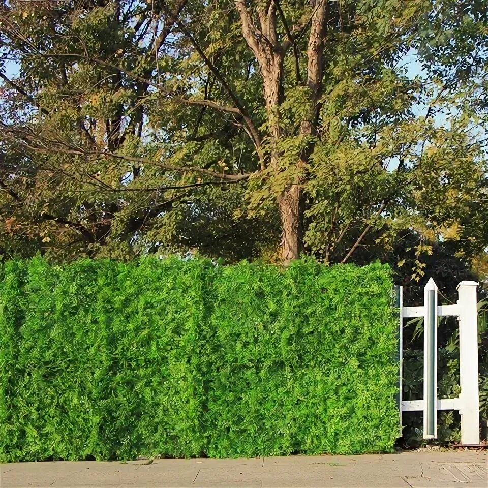 Plants May Help Make Your Surroundings Quieter Discover Magazine