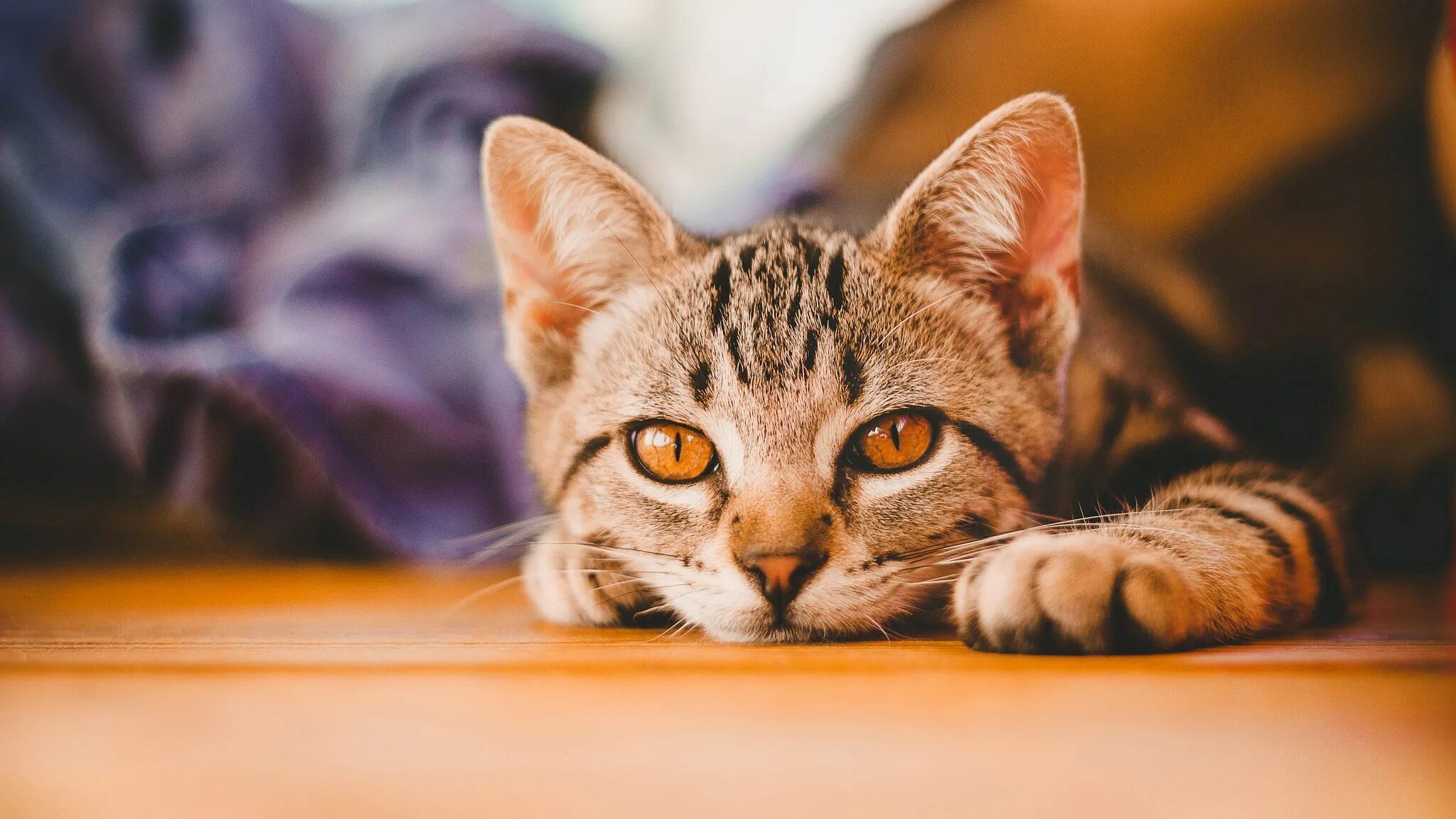 Обои на компьютер с котиками. Красивые коты. кошечки на рабочий стол. котята на рабочий стол. обои на рабочий стол кошки.