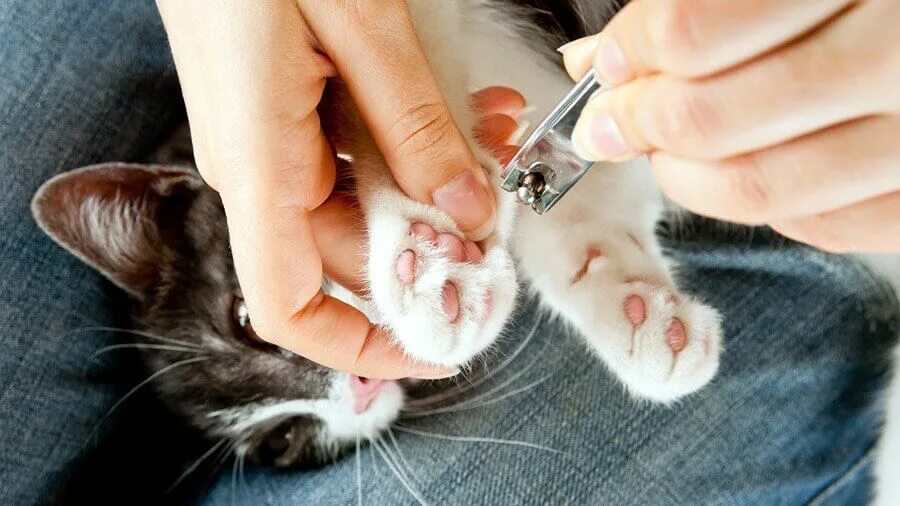Стрижка ногтей у кошек