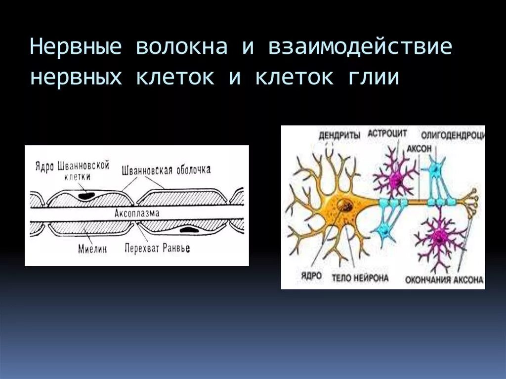 Какая ткань организма человека содержит глиальные клетки. Глия клетки. Глиальные клетки нервного волокна. Нервные клетки и глиальные клетки. Глия нервных волокон.