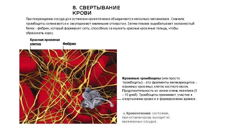 Участвует в свертывании крови. Кровеносная система свертывание крови. Свертывание крови при ранении. Белок плазмы участвующий в свертывании крови. Свертывание крови группы крови