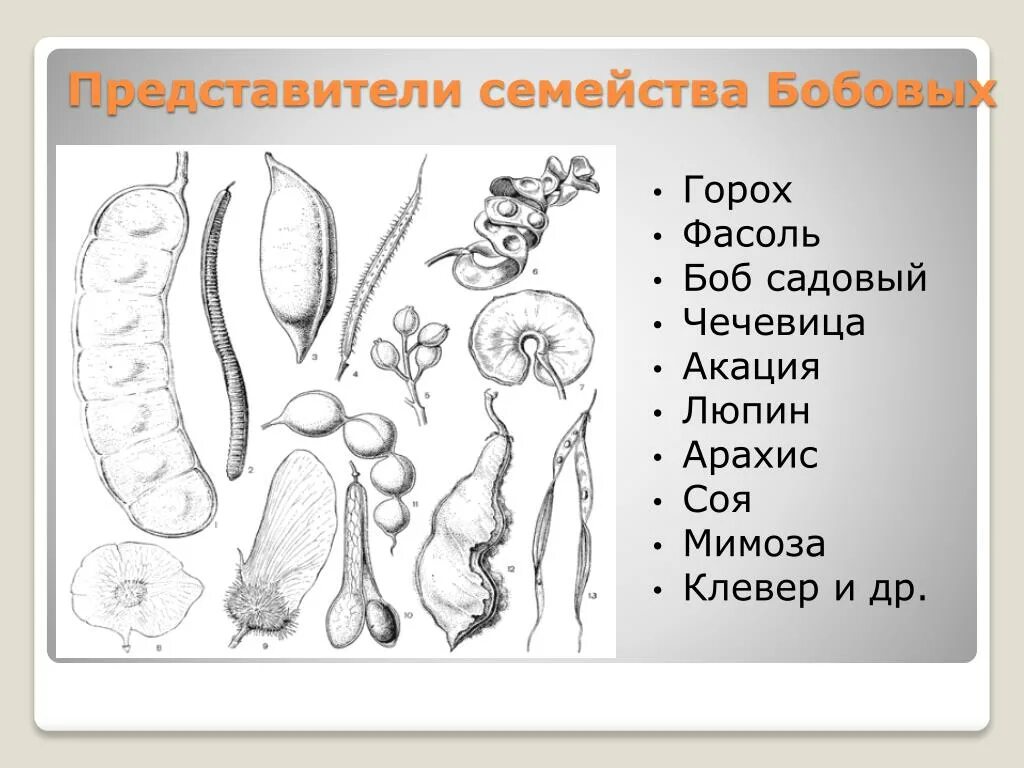 Семейство бобовые представители. Андроцей семейства бобовых. Сем бобовые представители. Боловые представители. Фасоль горох акация