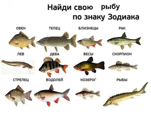 В субботу можно рыбу. Рыбы по знаку зодиака. Какая рыба по знаку зодиака рыба. Гороскоп "рыбы". Название рыб.