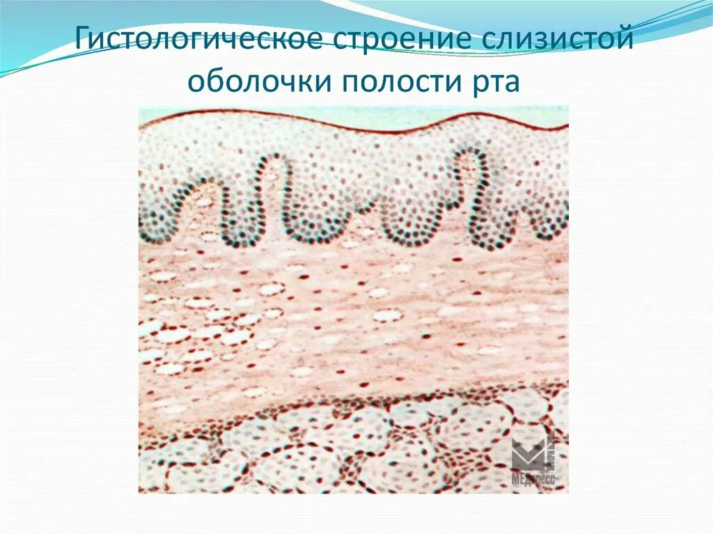 Строение слизистой оболочки полости рта. Слизистая полости рта строение. Строение эпителия полости рта. Слизистая оболочка полости рта слои. Клетки слизистой полости рта