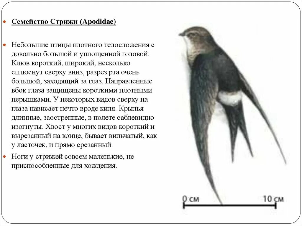 Информация о стрижах для 4 класса. Строение стрижа. Семейство Стрижей. Стрижиные семейства птиц. Отряд Стрижеобразные представители.