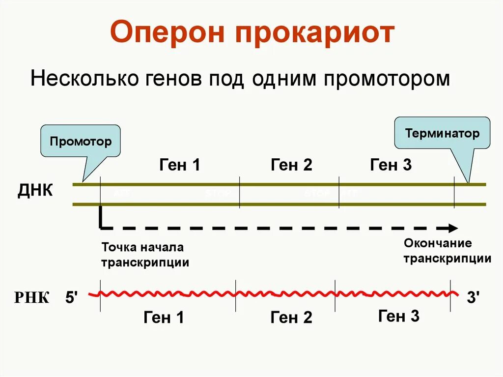 Структура Гена оперон. Строение Гена оперон. Схема строения оперона у прокариот. Структурные гены оперона.