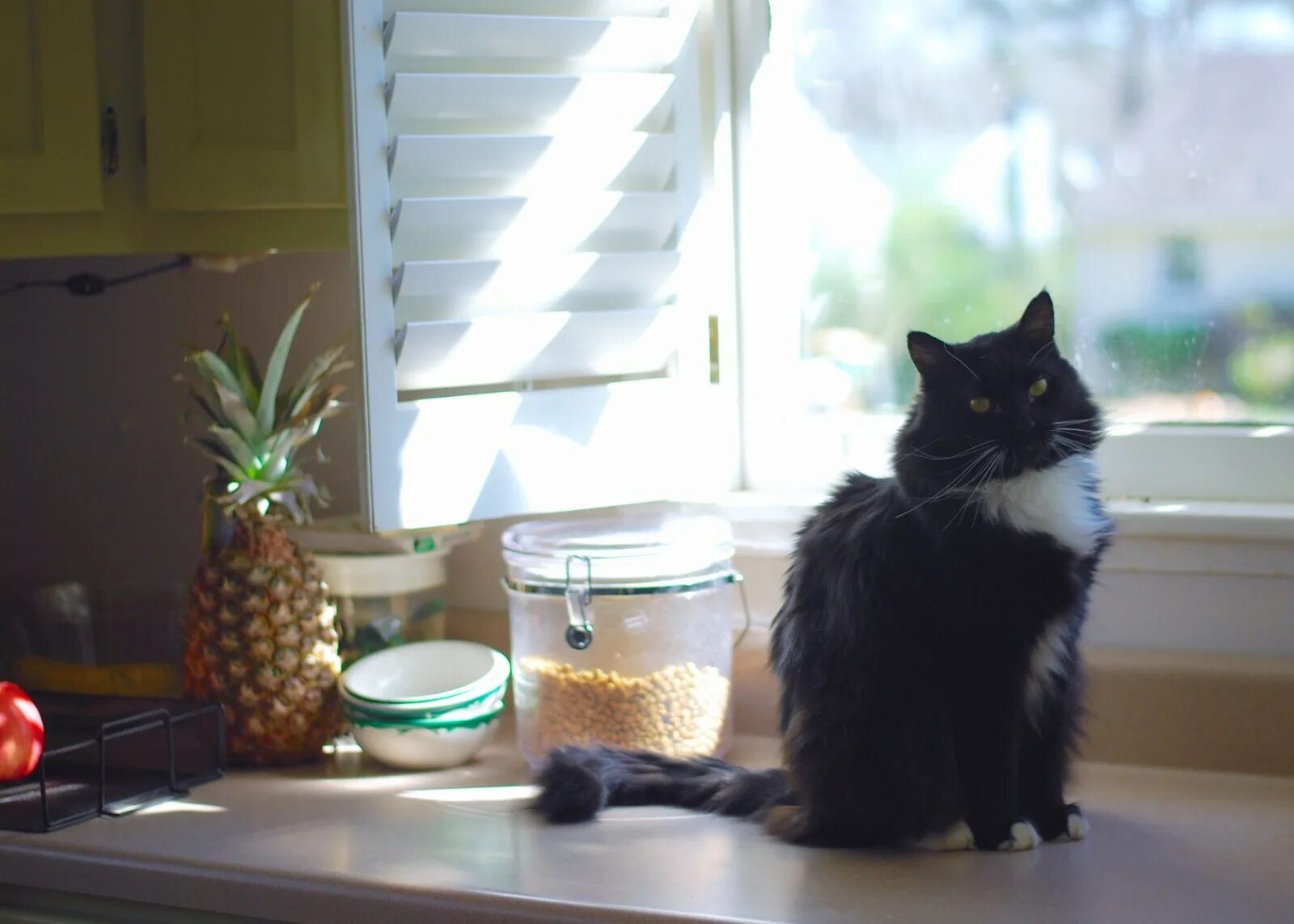 Cats kitchen. Кошка на кухне. Котик на кухне. Кошачья кухня. Уютные коты на кухне.