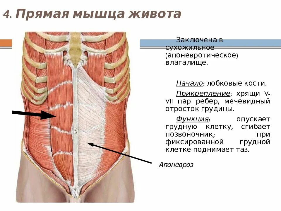 Передняя прямая мышца живота. Сухожильные перемычки прямой мышцы живота. Прямые мышцы живота. Прямая мышца живота. Прямая мышца живота функции.