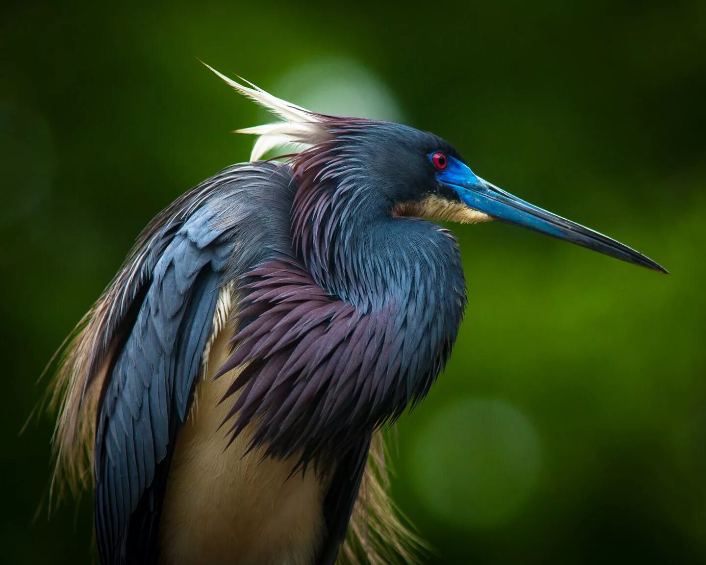 Экзотические птицы. Цапля Херон. Трёхцветная цапля. Egretta Tricolor. Трёхцветный Херон.