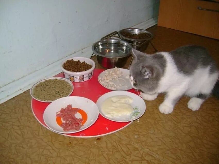 Котята едят сами. Еда для кошек. Еда для котят. Питание домашней кошки. Натуральная еда для котят.