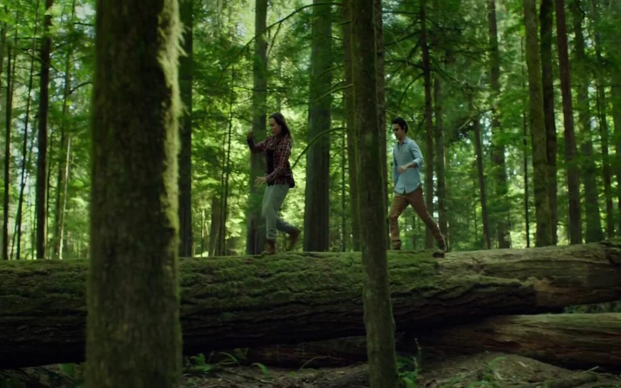 В лесу 2015. В изоляции into the Forest, 2015.