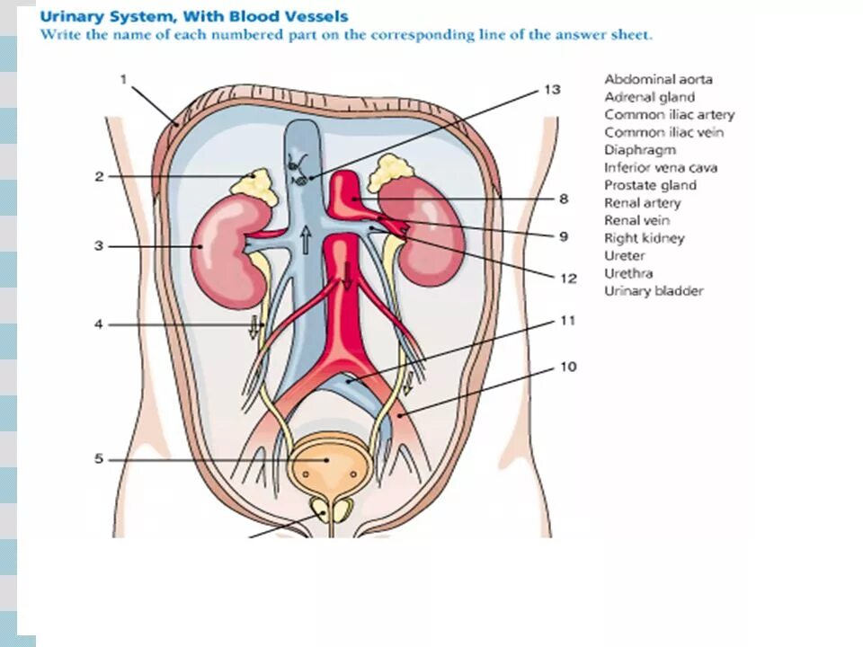 Urinary system. Urinary System кишечник. Urinary System на русском. Urinary Organs.