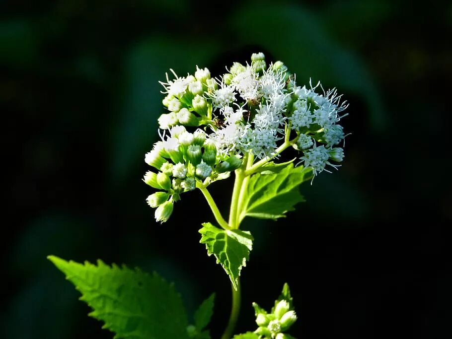 Агератина цветок. Агератина высочайшая. White Snakeroot. Ageratina altessina.