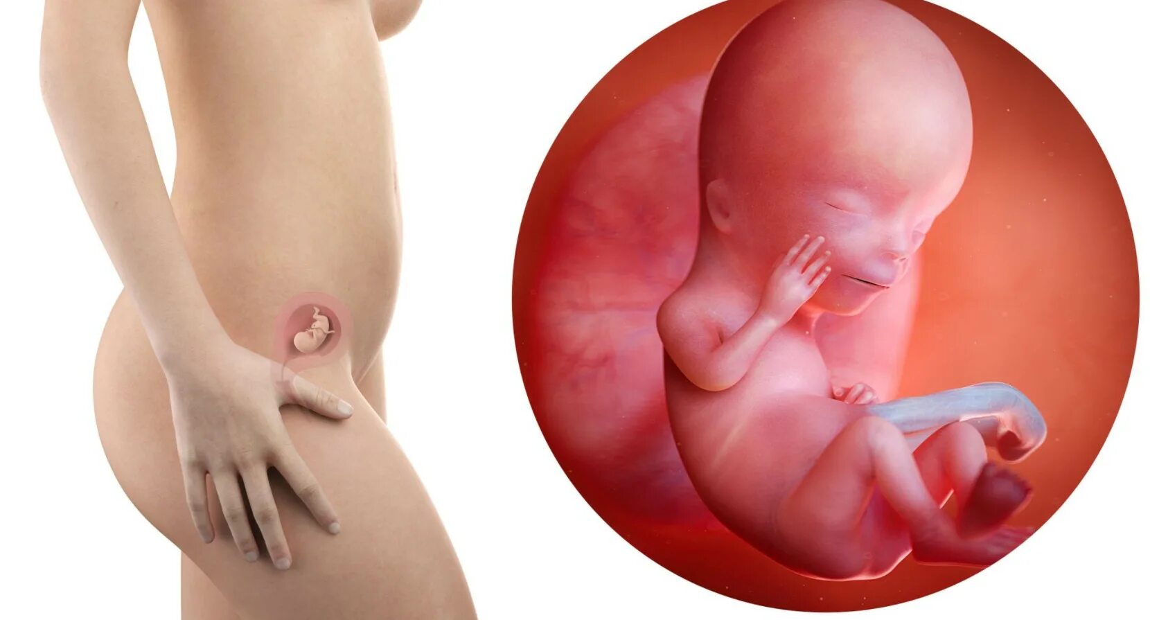 Забеременела в 12 за гранью. Плод на 12 неделе беременности. 11-Week Uzi fetus photo. Эмбрион в 12 недель беременности фото.