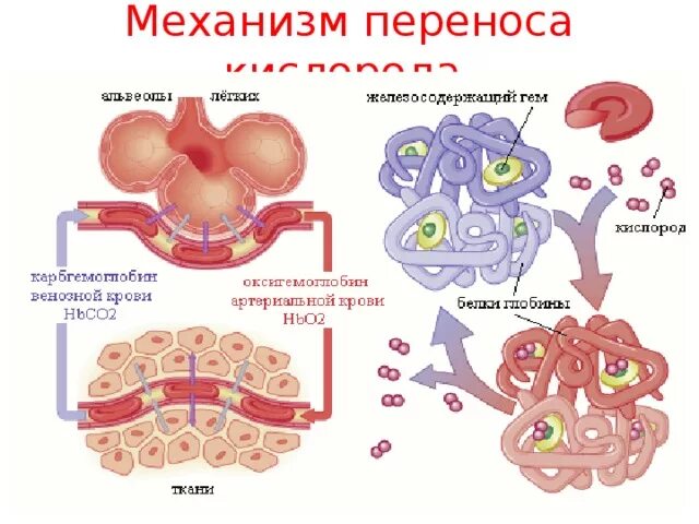 Кислород соединяется с гемоглобином в альвеолах. Механизм переноса кислорода. механизм переноса кислорода гемоглобином. перенос газов кровью. транспорт кислорода кровью гемоглобином.