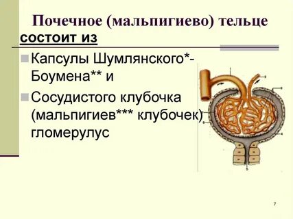 В почечное тельце входит