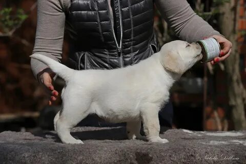 Актировка помета