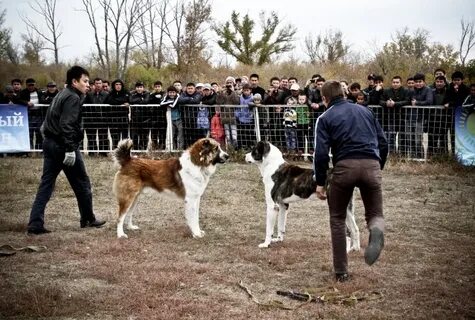 Волкодав поединки