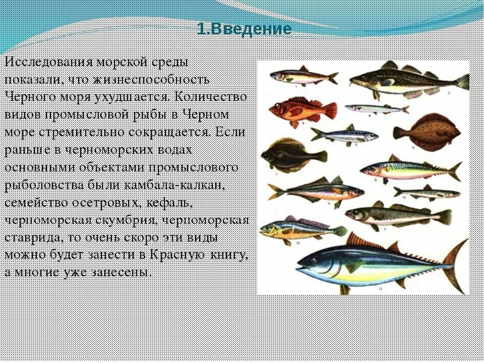 Морская рыба это какая. Рыба семейства тресковых морская. Рыба тресковых пород названия. Название промысловых рыб. Виды рыб в черном море.