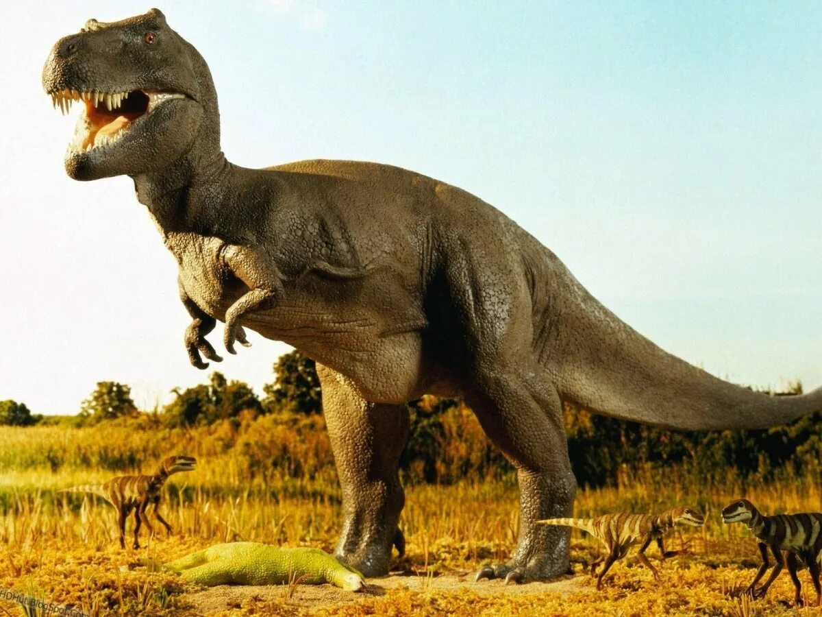 Тираннозавр картинки. Королевский Тираннозавр. Динозавры хищники Тиранозавр. Тираннозавр рекс. Динозавр Тираннозавр Тирекс.