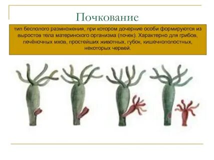 Вид бесполого размножения кишечнополостных