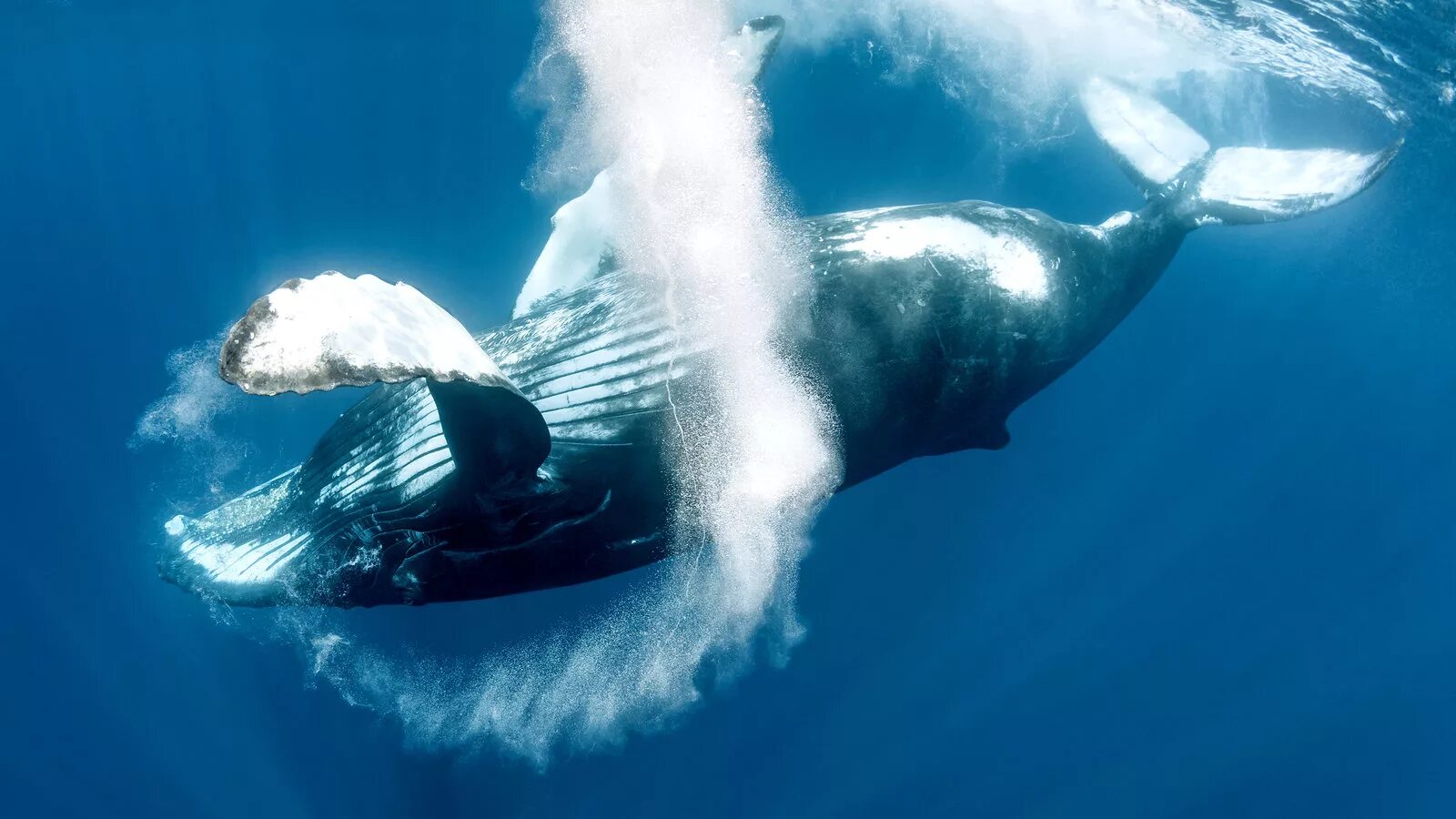 Кит личная жизнь. Синий кит фонтан. Дыхание кита. Горбатый кит фонтан. Кит с фонтанчиком.
