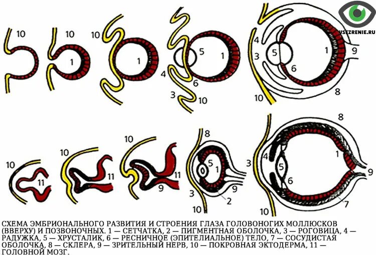 Формирование органов человека. Эмбриональное развитие глаза гистология схема. Эволюция глаза позвоночных животных. Эмбриональные этапы развития глаза. Строение и развитие глаза.