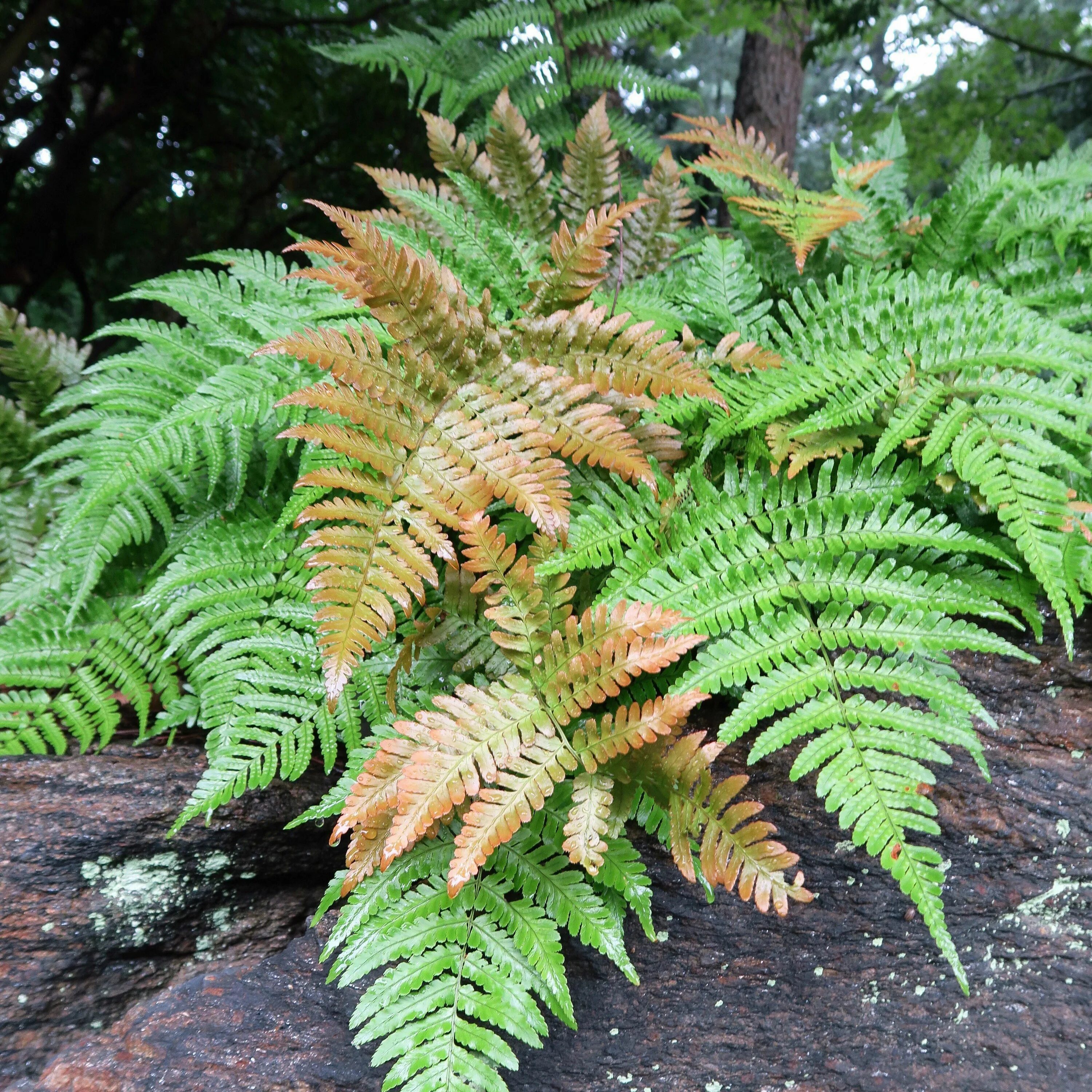 Fern 18. Щитовник красносорусовый. Dryopteris erythrosora. Щитовник красносорусовый autumn. Папоротник (Дриоптерис) Бриллианс.