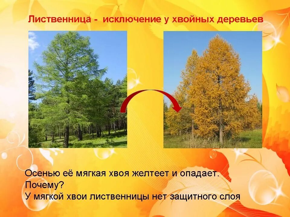 Время года осень изменения в жизни растений. Изменения растений осенью. Деревья осенние изменения. Деревья которые желтеют. Осенние изменения у растений.