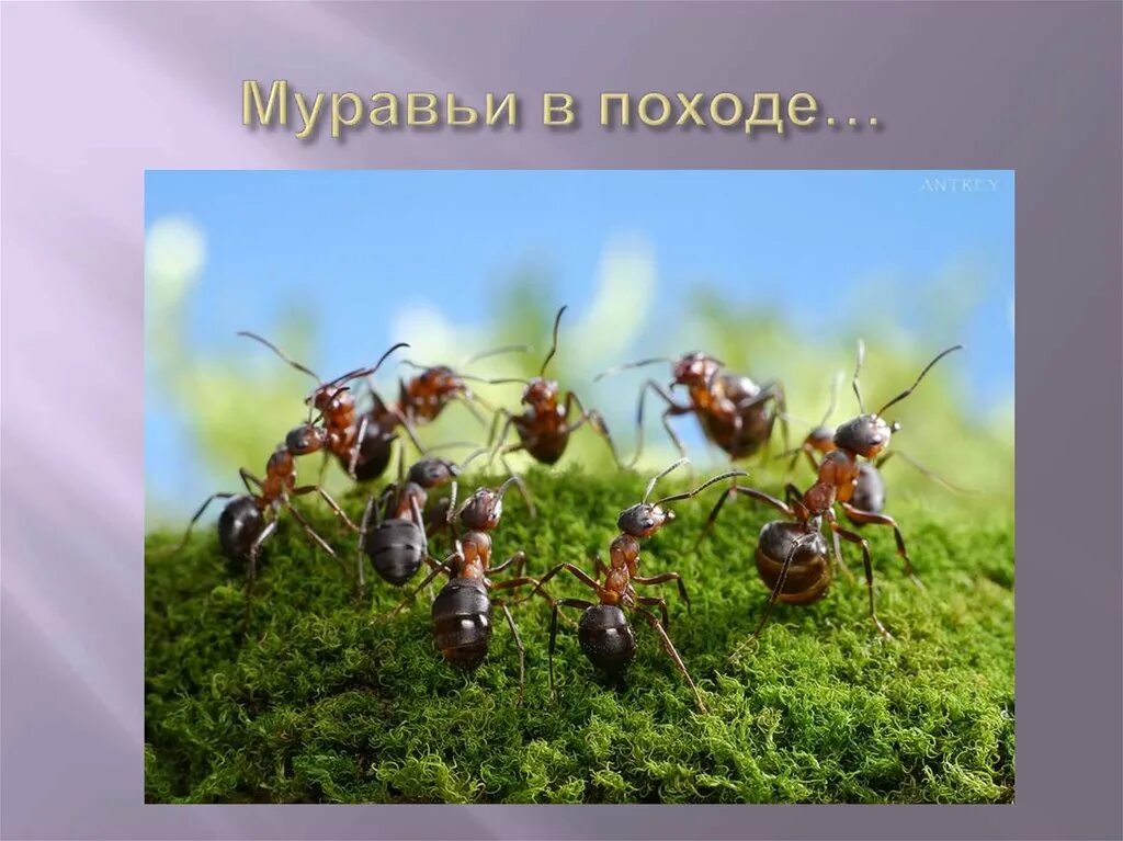 Муравьев утро. Презентация про муравьев. муравьи презентация. презентация про муравьёв. муравьи презентация для дошкольников.