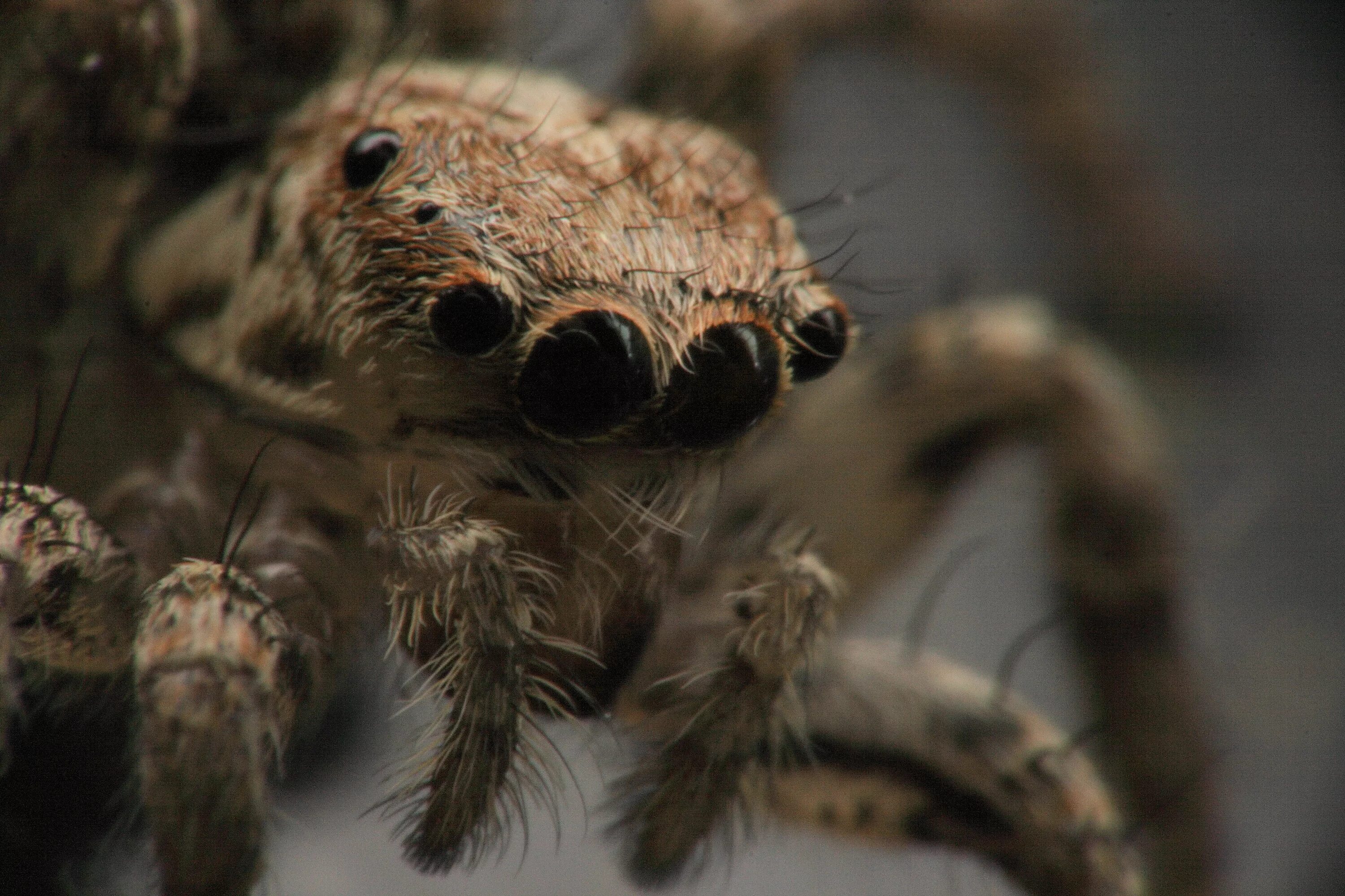 Паук Тарантул глаза. Членистоногие пауки насекомые. Паук скакунчик глаза. Паук Aranea Diadema.