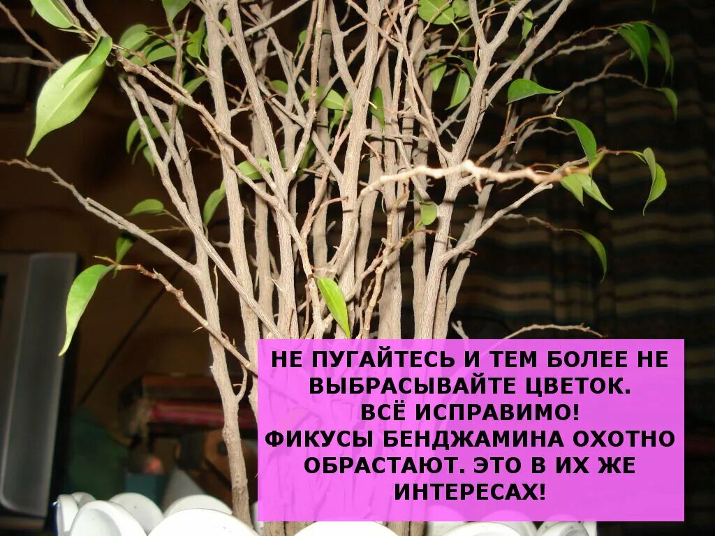 Бенджамин сбрасывает листья зимой. Фикус бенджамина листья. пышный куст фикуса бенджамина. фикус бенджамина облысел.