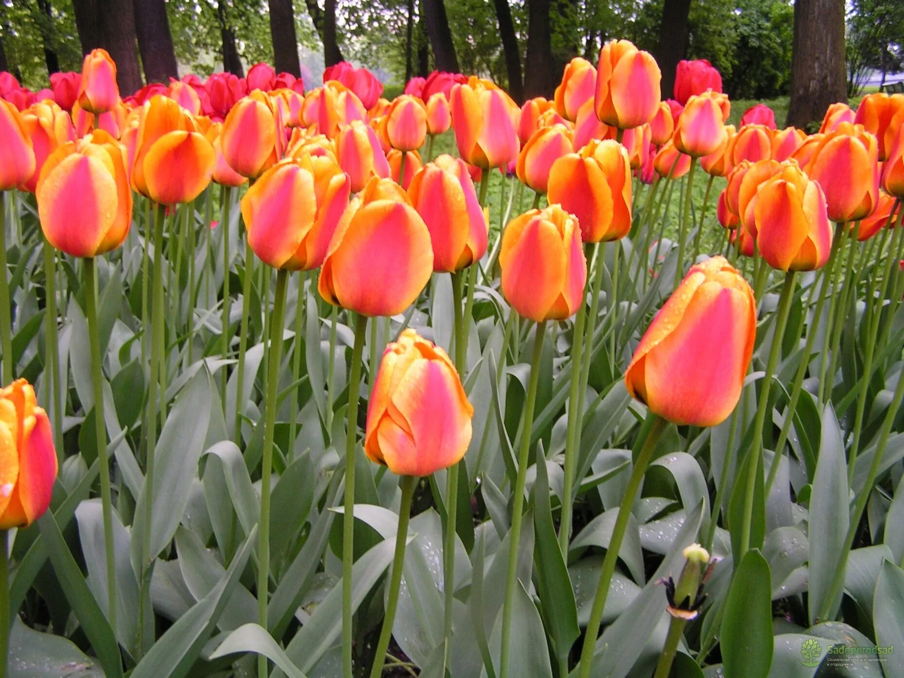 Тюльпан зеленоцветный спринг грин. Тюльпан weisse berliner. Тюльпан таймлесс. Тюльпан холланд куин. Сорт тюльпана fabio.